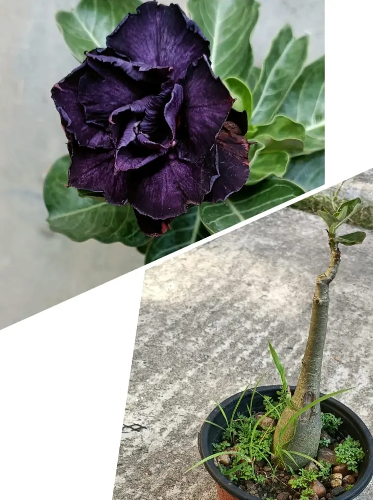 Grafted rosy Adenium