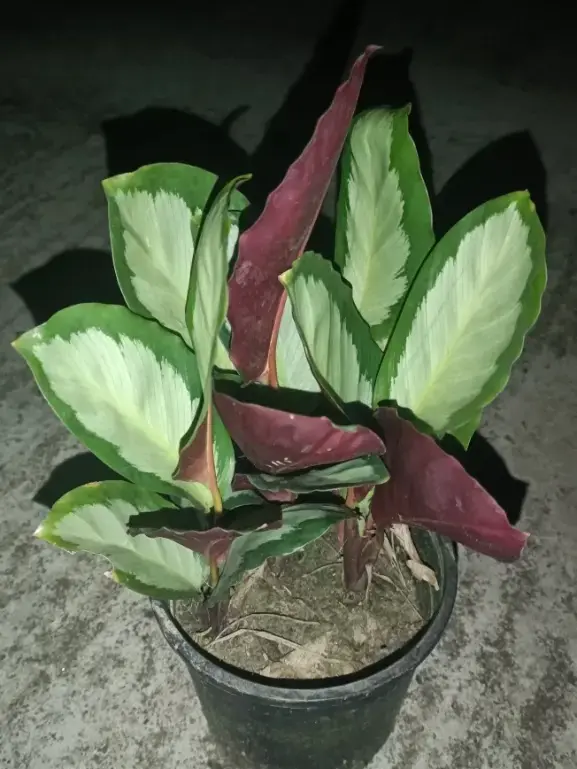 Calathea 1