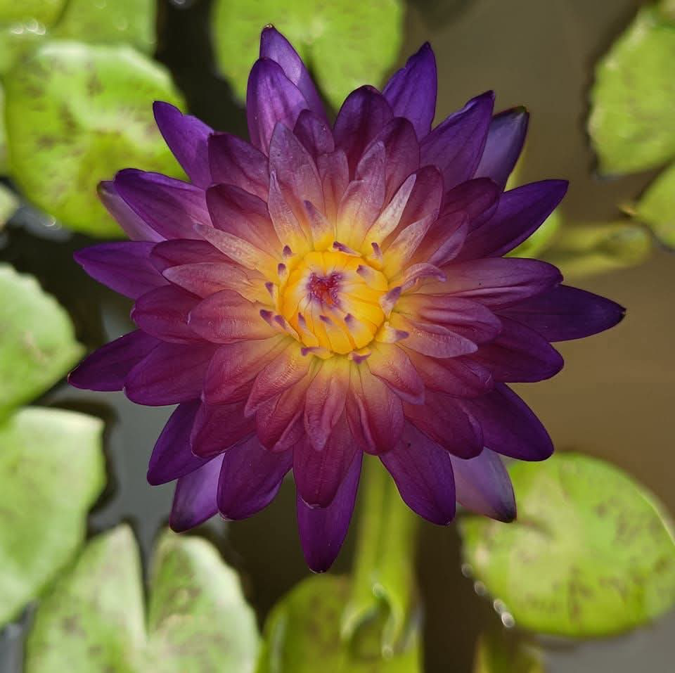 Purple Diamond
