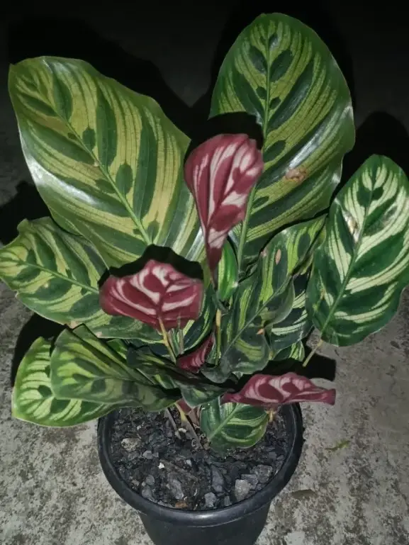 Calathea 2