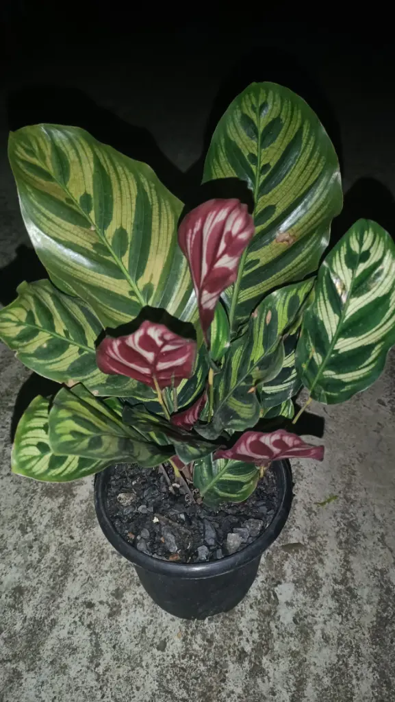 Calathea