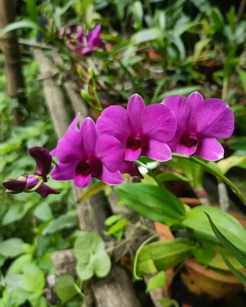 Dendrobium Orchid
