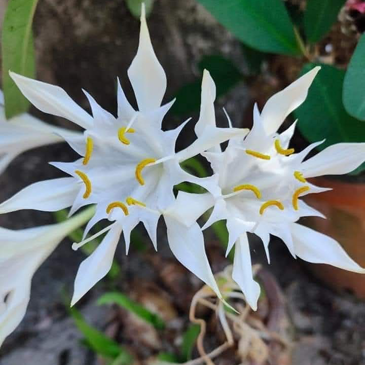 Sea Daffodils (Single Bulb)