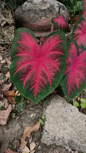 Red Caladium 