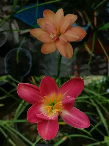 Combo of two Hybrid Rain Lilies 
