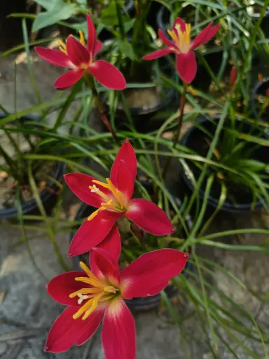 Signature rain lily
