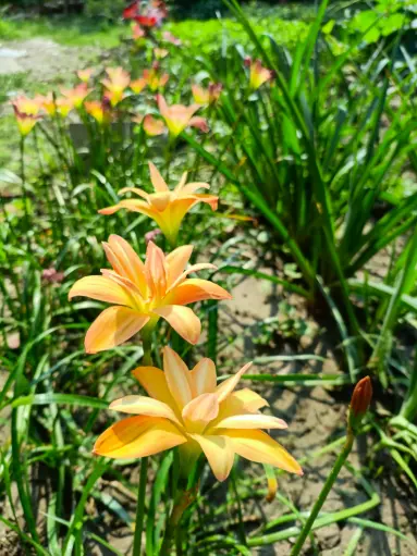 Yantri Chintra Rain Lily 