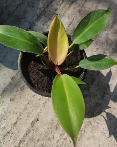 Philodendron Red Sun