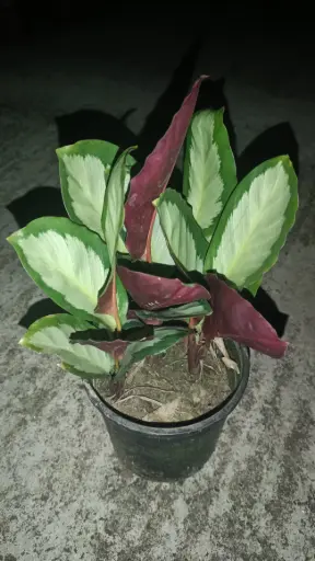 Calathea