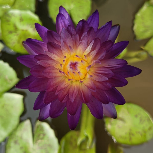 Purple Diamond