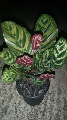 Calathea