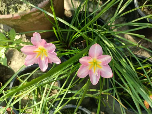 F1 hybrid rain lily
