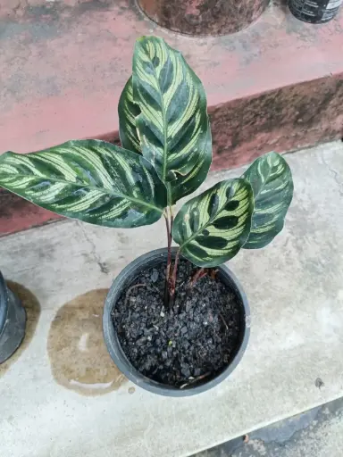 Calathea 3
