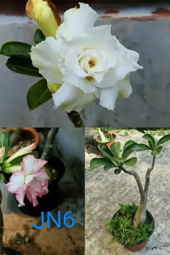 Multi Grafted Adenium Rosy variety