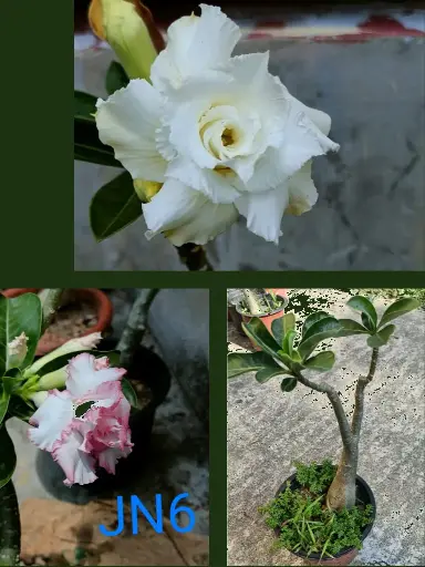 Multi Grafted Adenium Rosy variety
