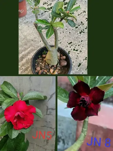 Grafted rosy variety Adenium multi grafted